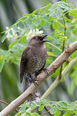 Scaly-breasted Thrasher